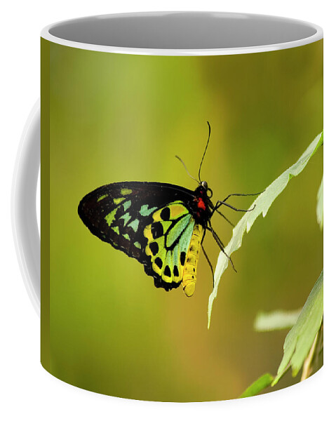Photography Coffee Mug featuring the photograph Monarch by Jeffrey PERKINS