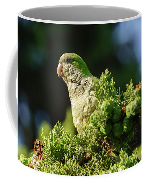 Ara Coffee Mug featuring the photograph Monk Parakeet Perched on a Tree by Pablo Avanzini