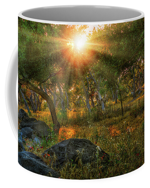 Montecito Coffee Mug featuring the photograph Montecito Forest Sunset by Endre Balogh