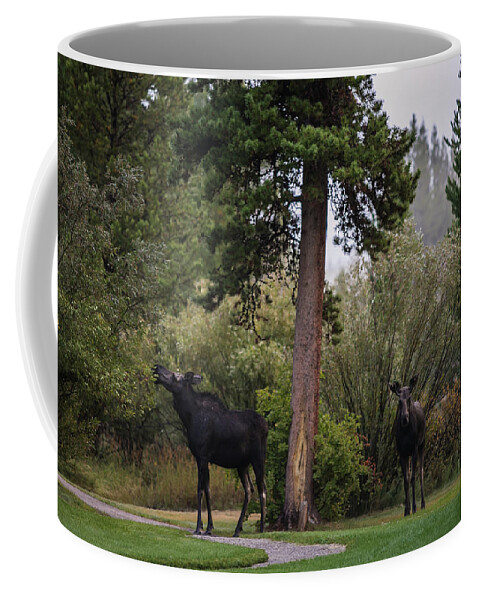 Moose Eating Coffee Mug featuring the photograph Moose in my back yard by Julieta Belmont