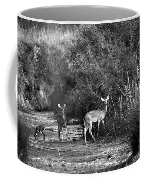 Richard E. Porter Coffee Mug featuring the photograph Morning Drink - Deer, Palo Duro Canyon State Park, Texas by Richard Porter