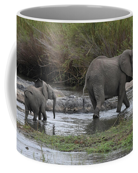 Elephant Coffee Mug featuring the photograph Following Mom by Ben Foster