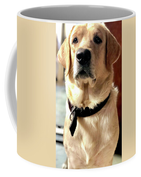 Labrador Dog Coffee Mug featuring the photograph Labrador Dog by Arun Jain