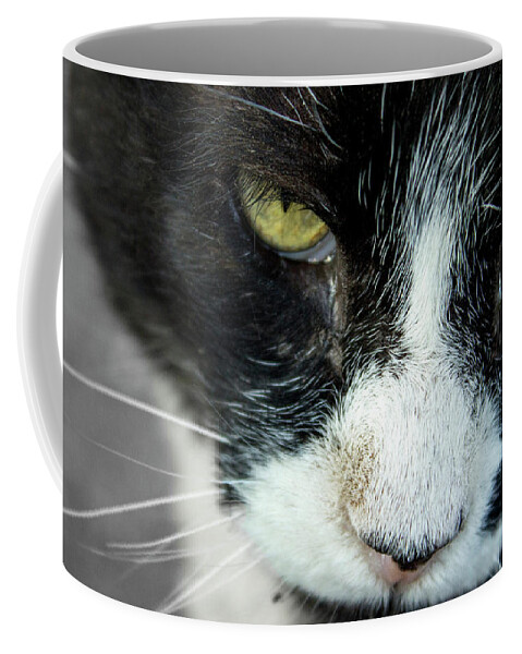 Cats Coffee Mug featuring the photograph Mr. Tom's Close-Up by Sandra Dalton