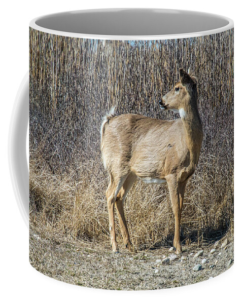 Deer Coffee Mug featuring the photograph My Better Side by Cathy Kovarik