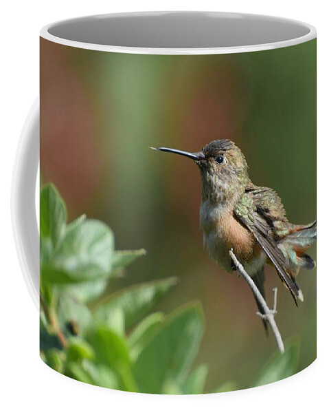 Allens Hummingbird Coffee Mug featuring the photograph My Perch 3 by Fraida Gutovich