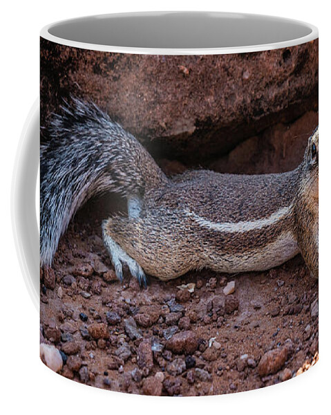 Squirrel Coffee Mug featuring the photograph Namibian ground squirrel posing by Lyl Dil Creations