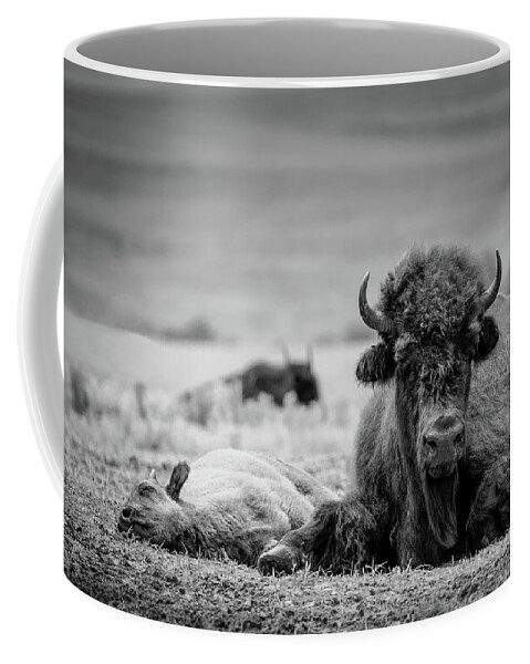 Bison Coffee Mug featuring the photograph Nap Time in BW by James Barber