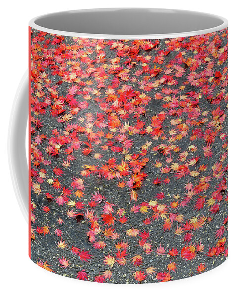 Autumn Coffee Mug featuring the photograph Nature's Confetti by Linda Stern