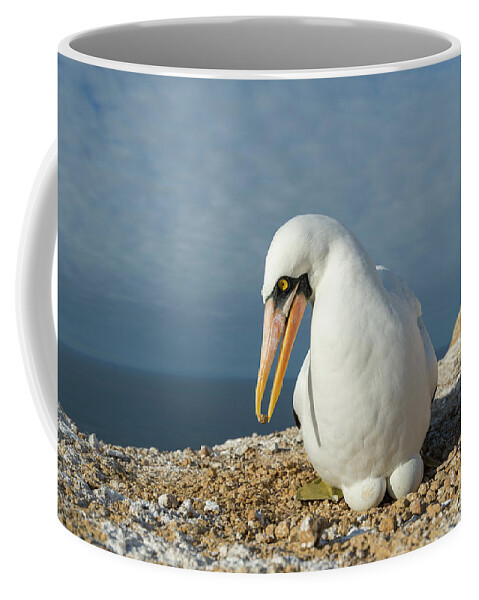 Animals Coffee Mug featuring the photograph Nazca Booby Brooding Eggs by Tui De Roy