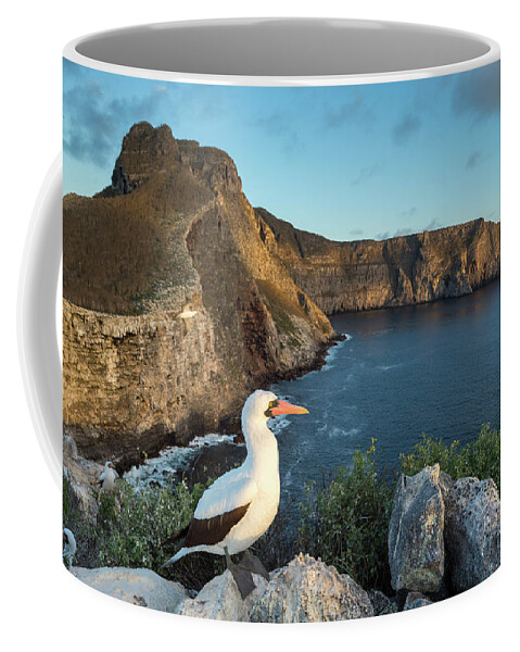 Animals Coffee Mug featuring the photograph Nazca Booby On Wolf Island by Tui De Roy