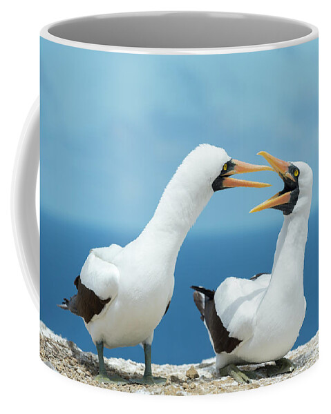 Animal Coffee Mug featuring the photograph Nazca Booby Pair Courting by Tui De Roy