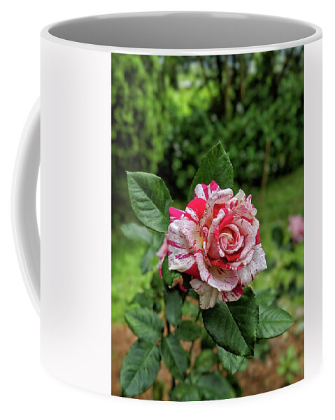 Rose Coffee Mug featuring the photograph Neil Diamond Rose by Portia Olaughlin