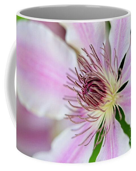 Clematis 'nelly Moser' Coffee Mug featuring the photograph Nelly Moser by Craig Leaper