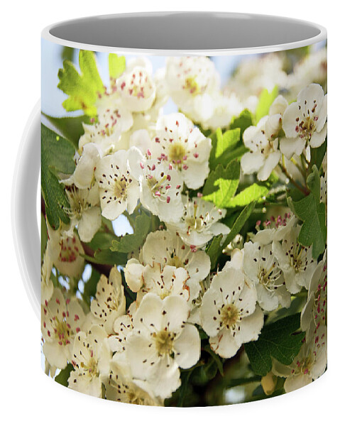 Neston Coffee Mug featuring the photograph NESTON. Hawthorn Blossom. by Lachlan Main