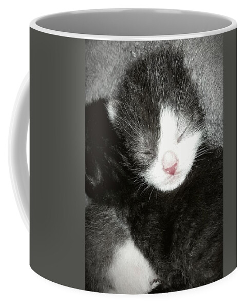 Kitten Coffee Mug featuring the photograph Newborn Kittens Cuddle by Ally White