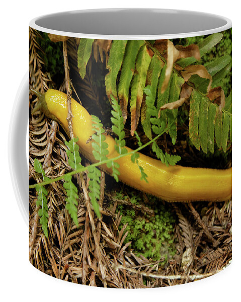 Slug Coffee Mug featuring the photograph Northern California Forest Floor Resident by Natural Focal Point Photography