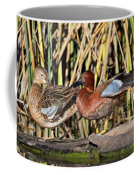 Cinnamon Teal Coffee Mug featuring the photograph Northern Cinnamon Teal Pair by Kathleen Bishop