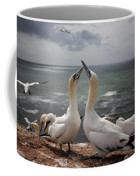 Northern Gannets Coffee Mug featuring the photograph Northern Gannets'Greeting by Eva Lechner
