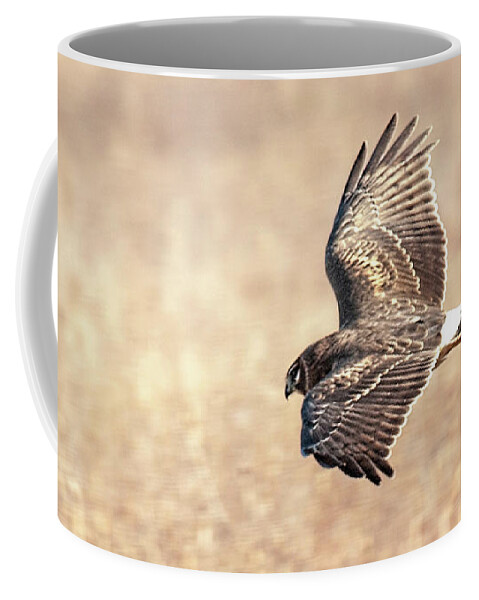 Northern Harrier Coffee Mug featuring the photograph Northern Harrier The Hunt by Lara Ellis
