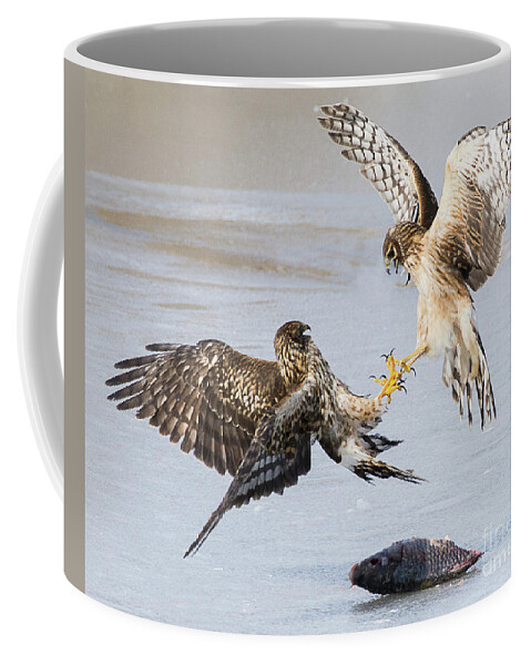 Bird Coffee Mug featuring the photograph Northern Harriers in Dispute by Dennis Hammer