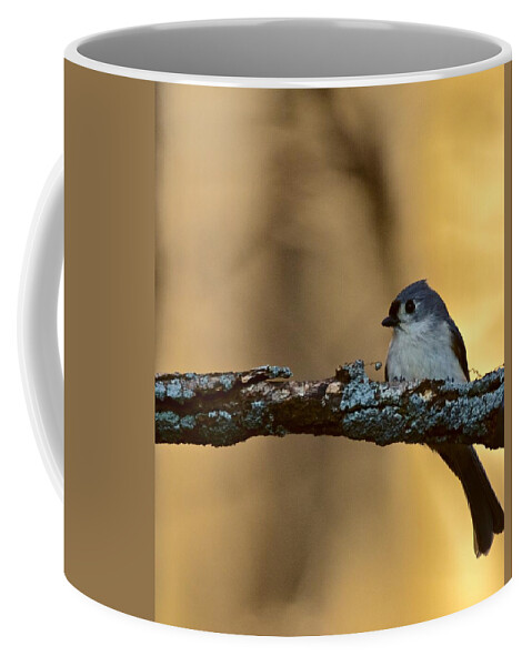 Photography Coffee Mug featuring the photograph Nuthatch by Jeffrey PERKINS