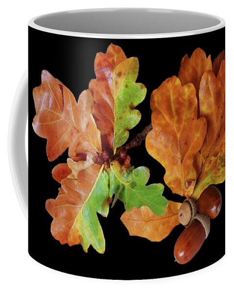 Autumn Leaves Coffee Mug featuring the photograph Oak Leaves And Acorns On Black by Gill Billington