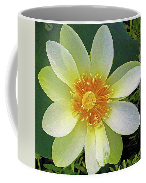 Lotus Coffee Mug featuring the photograph Open Wide by Michael Allard