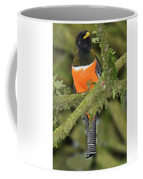 Panama Birds Coffee Mug featuring the photograph Orange-bellied Trogan by Alan Lenk