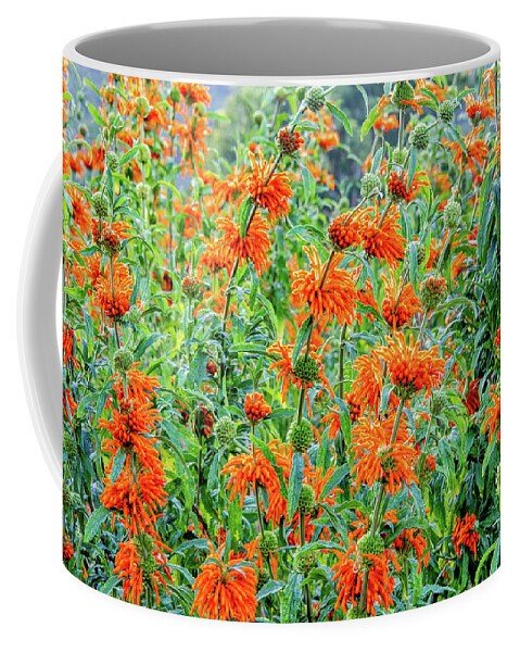 Cape Floral Kingdom Coffee Mug featuring the photograph Orange Infusion by Marcy Wielfaert
