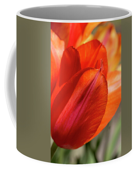 Tulip Coffee Mug featuring the photograph Orange Tulips by Dawn Cavalieri