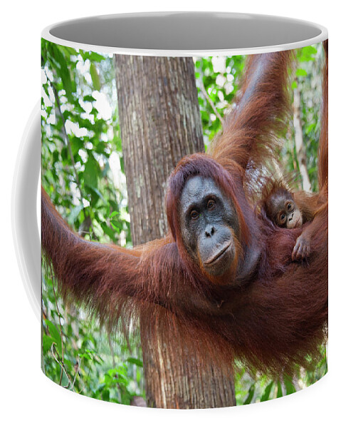 Suzi Eszterhas Coffee Mug featuring the photograph Orangutan Mother And Baby by Suzi Eszterhas