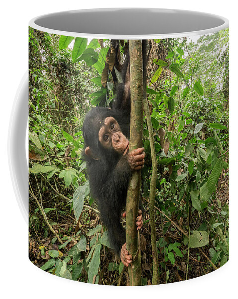 Gerry Ellis Coffee Mug featuring the photograph Orphaned Chimp Climbing by Gerry Ellis