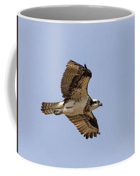 Osprey Coffee Mug featuring the photograph Osprey 2019-4 by Thomas Young