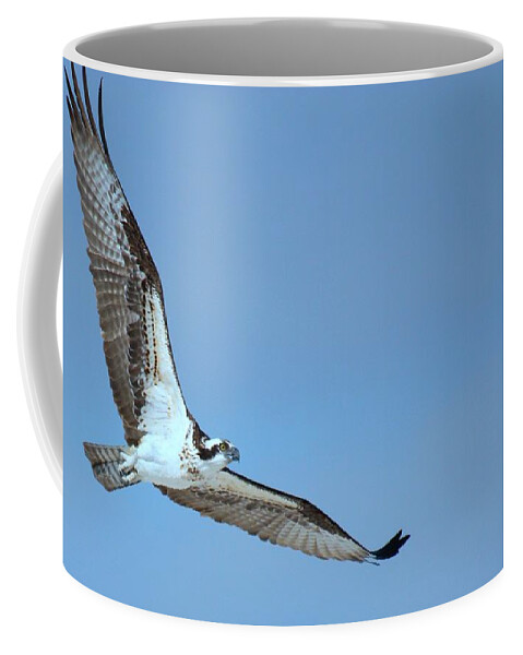 Osprey Coffee Mug featuring the photograph Osprey by Nunweiler Photography