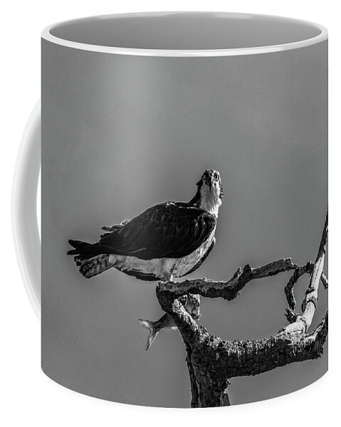 Raptor Coffee Mug featuring the photograph Osprey With Lunch by Cathy Kovarik
