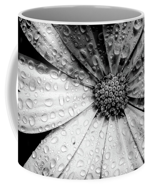 Garden Coffee Mug featuring the photograph Osteospermum petals black and white with water by Simon Bratt