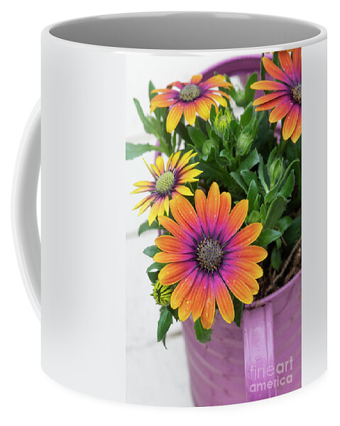 Osteospermum Purple Sun Coffee Mug featuring the photograph Osteospermum Purple Sun by Tim Gainey