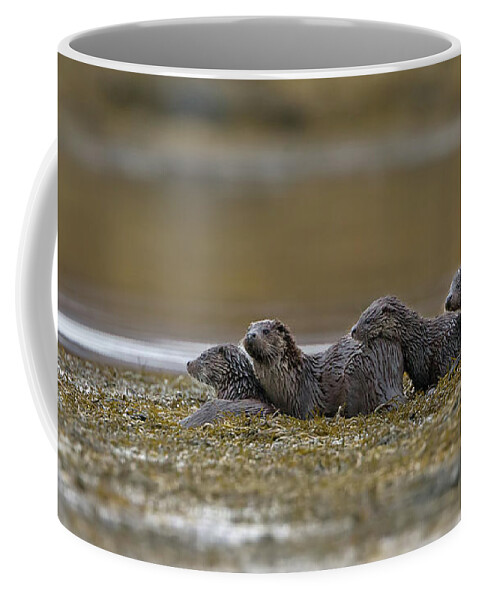 Otter Coffee Mug featuring the photograph Otter Family At Dusk by Pete Walkden