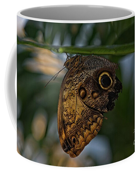 Butterfly Coffee Mug featuring the photograph Owl Butterfly on a Leaf by Phillip Rubino