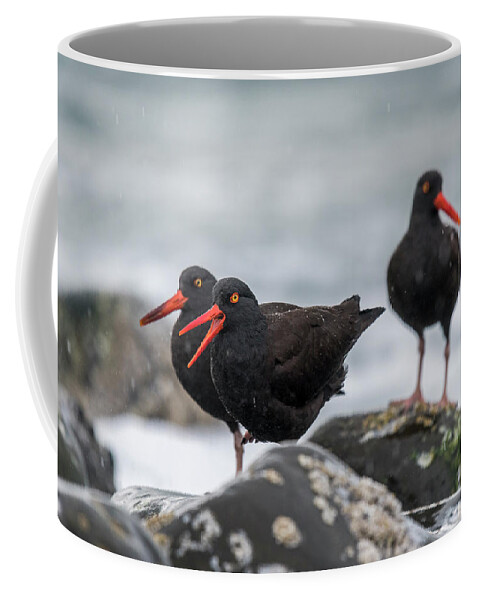 American Black Oystercatchers Coffee Mug featuring the photograph Oystercatchers in the Rain by Robert Potts