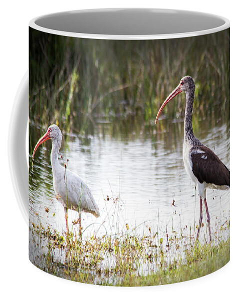 Ibis Coffee Mug featuring the photograph Pair of White Ibis by Bob Decker