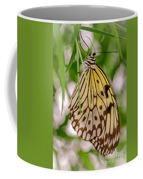 Butterfly Coffee Mug featuring the photograph Paper Kite Butterfly by Susan Rydberg