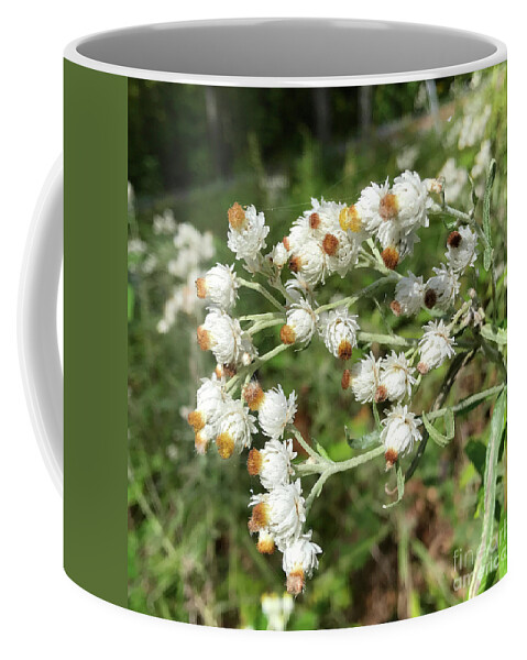 Pearly Everlasting Coffee Mug featuring the photograph Pearly Everlasting 2 by Amy E Fraser