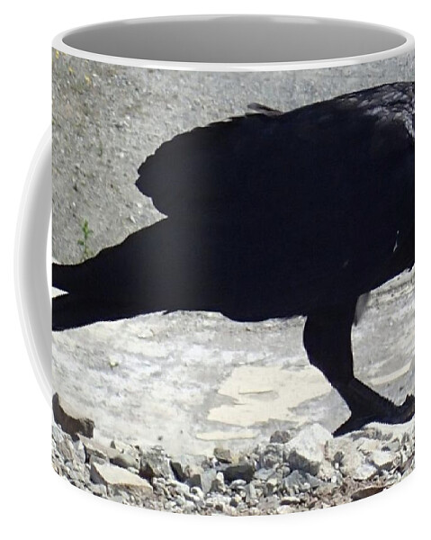 Raven. Black Coffee Mug featuring the photograph Peck by Fred Bailey