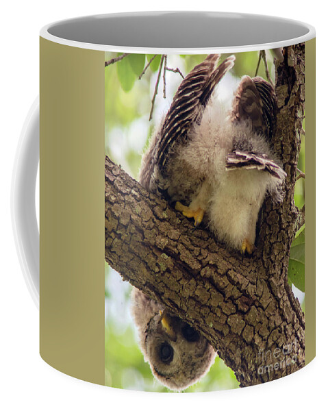 Owlet Coffee Mug featuring the photograph Peek a Boo by Jane Axman