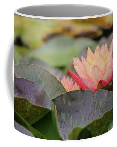 Lily Pad Coffee Mug featuring the photograph Peek A Boo Pads by Mary Anne Delgado