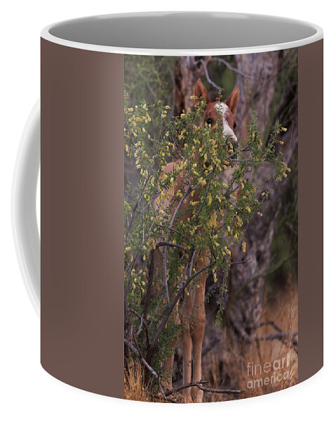 Foal Coffee Mug featuring the photograph Peek-A-Boo by Shannon Hastings