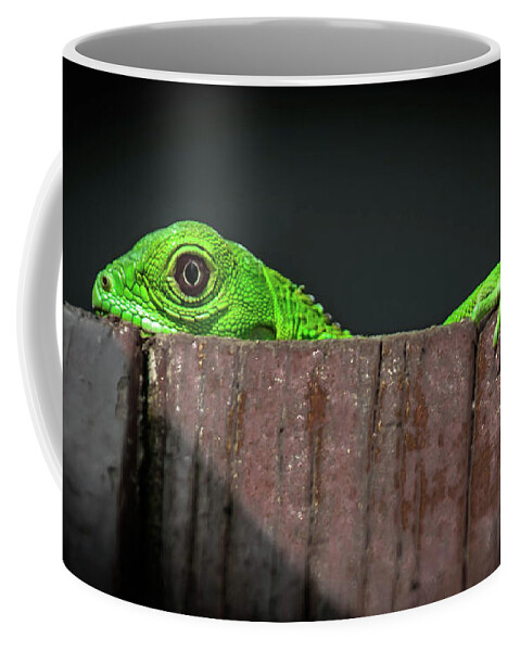 Iguana Coffee Mug featuring the photograph Peeking by Debra Kewley