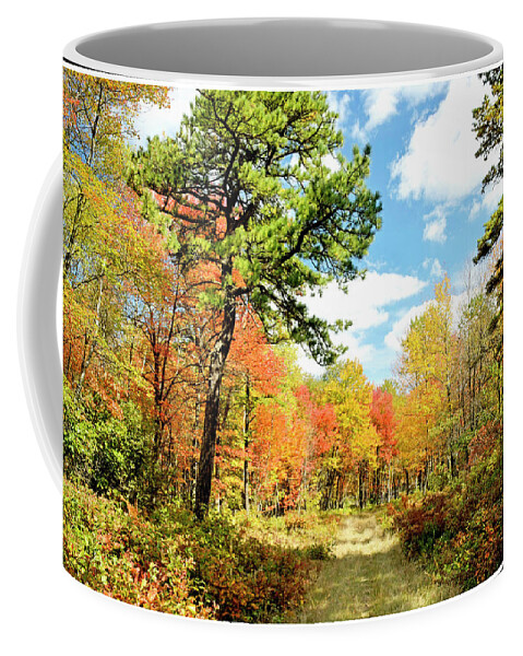 Color Coffee Mug featuring the photograph Pennsylvania Forest in Autumn, Pocono Mountains by A Macarthur Gurmankin